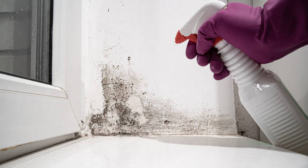 Best Fire Damage Restoration  in USA