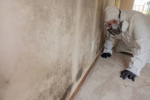 Best Water damage restoration mold remediation  in USA